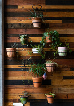 House Plants Decorate Wooden Wall In Home