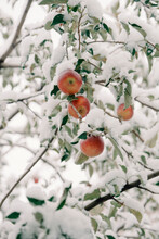 An Apple Tree Covered In Fresh Snow 
