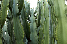 Cacti Cluster