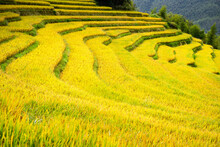 Golden Rice Fields In Autumn