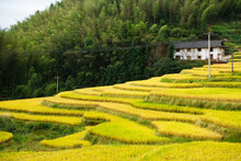 Golden Rice Fields In Autumn