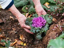 Planting Ornamental Kale