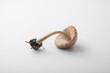 © Marco Reggi/Stocksy - mushroom fungus with white background