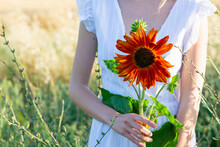 Young Woman Holding Orange Color Sunflower In Field