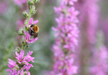 Bumblebee On Flower