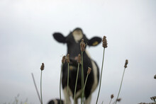Holstein Cow Behind Wildlfowers