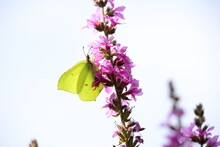 Common Brimstone Butterfly