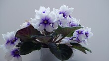 Beautiful Opening Blue Saintpaulia On White Background. Petals Of Blooming Blue African Violet Flower Open, Smooth, Close-up. Holiday, Love, Rotation, Birthday Design Backdrop. Bud Closeup. Macro. 4K 