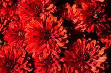 Dark Red Chrysanthemums, Autumn Flowers. Floral Background,blossom Pattern. Flowering, Nature Wallpaper
