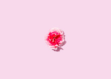 Studio Shot Of Head Of Single Blooming Carnation Flower