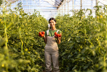 Smiling Young Female Farmer With Fresh Tomatoes Standing Amidst Plants At Greenhouse