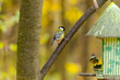 great tit on a tree near the birdhouse in the park
