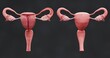 Realistic 3D Render of Female Reproductive System