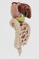 Wall Mural - Realistic 3D Render of Human Digestive System