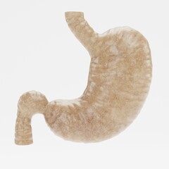 Wall Mural - Realistic 3D Render of Human Stomach