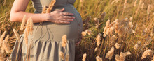 Pregnant Woman Belly Among Dry Fluffy Grass On Field, Relaxation On Summer Nature, Preparation For Childbirth, Health Motherhood Concept