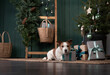 christmas dog. jack russell in a festive home interior. holidays with a pet near a new year tree