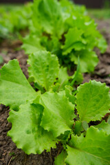 Green juicy Lettuce leaves in the open field. Vitamins in the garden. Organic homegrown food.