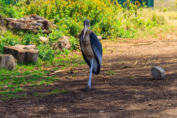 Poster - Marabou stork (Leptoptilos crumenifer) walking on a lawn