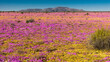 Large display of wildflowers growing in the Namaqua flower season with a mountain in the distance