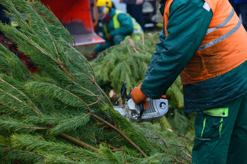 Wall Mural - Lumberman hands cutting branches of pines, used Christmas tree, with the chainsaw for recycling. Collection point for recycling