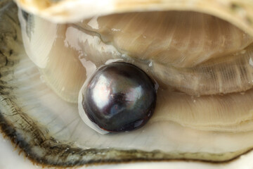 Canvas Print - Open oyster with black pearl, closeup view