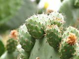 Fototapeta Tęcza - close-up of prickly pear cactus with flower,  Opuntia species or nopal