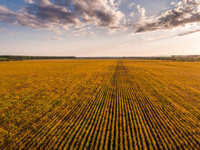 Soybean Field During Sunset, Vojvodina, Serbia