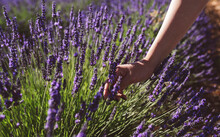 Woman's Hand Touching Lavender Flowers In Field