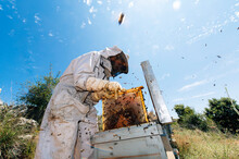 Male Beekeeper Working With Beehive At Farm