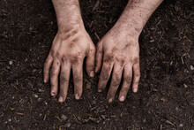Mature Man With Hands In Soil On Agricultural Land