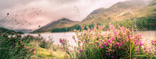 Purple Wild Flowers And Heather Growing Near A Loch In Glencoe, Scotland