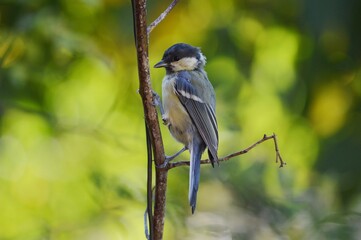 Wall Mural - a small bird on a branch