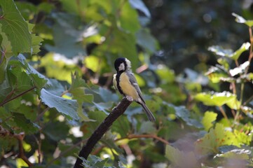 Wall Mural - a small bird on a branch