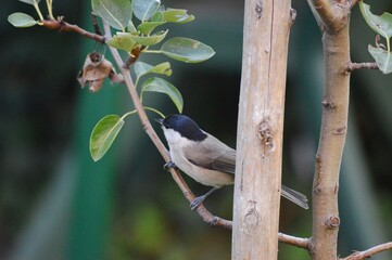 Wall Mural - a small bird on a branch