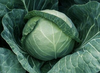 head of young green cabbage close-up.