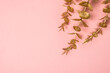 Golden eucalyptus branches at pink background. Flat lay image with copy space.