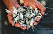 Small Fish Fingerlings In The Hands Of Worker On Fish Farm.