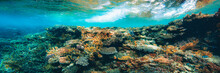 Underwater Coral Reef On The Red Sea