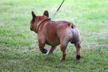 French Bulldog Tail, Screw Tail And No Tail Are Known Problems In This Breed