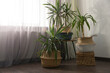 Beautiful houseplants near window indoors. Interior design. Space for text