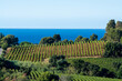 © barmalini - Rows of ripe wine grapes plants on vineyards in Cotes  de Provence with blue sea near Saint-Tropez, region Provence, Saint-Tropez, south of France