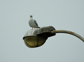 sea gull on a lamppost