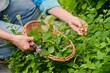 Hands with garden shears and wicker plate with aromatic fresh Lemon balm mint Melissa officinalis herbs