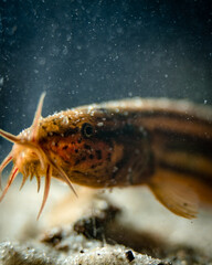 European weatherfish (Misgurnus fossilis), close-up