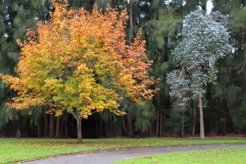 Sticker - autumn park in the Adelaide Botanic Garden