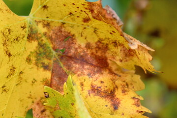 Canvas Print - autumn grape leaves on the tree