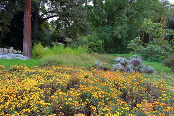 Wall Mural - field of yellow flowers in Australia