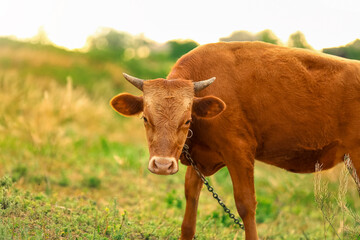 Funny cow grazing on green pasture