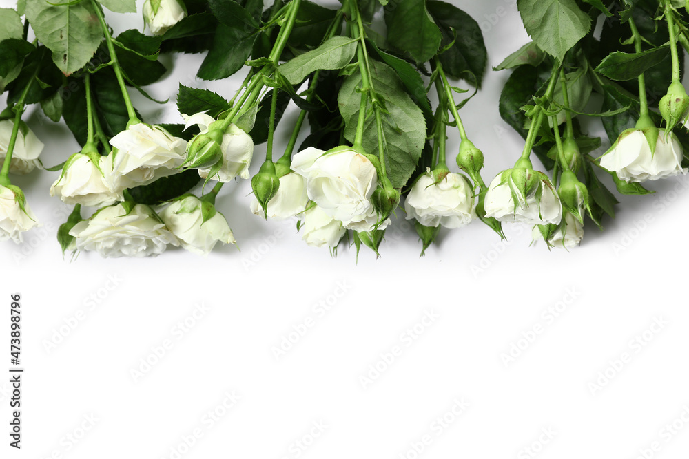 Beautiful blooming roses on white background